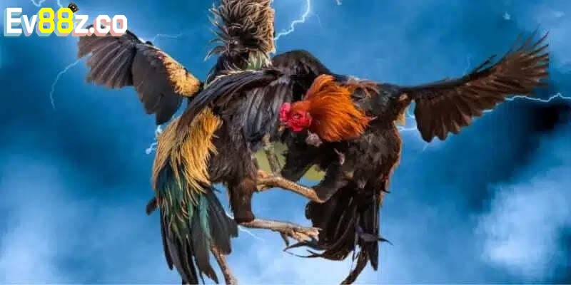 Khái quát một vài nét chung về chọi kê cựa sắt