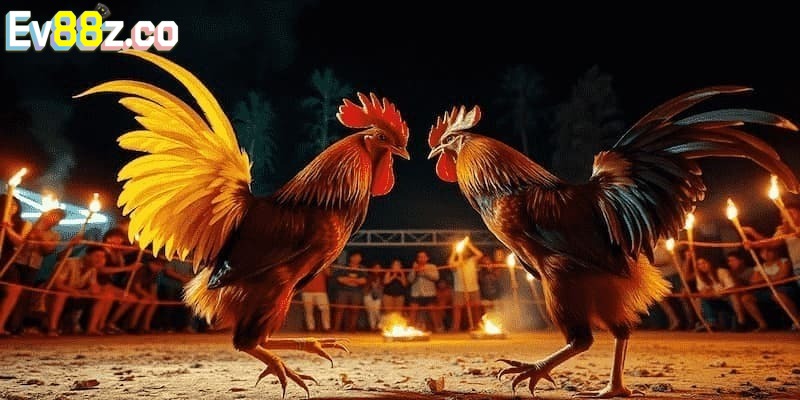 Ưu điểm tuyệt vời có thể thấy ở sảnh đá gà EV88