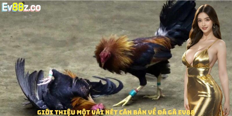 Giới thiệu một vài nét căn bản về đá gà EV88