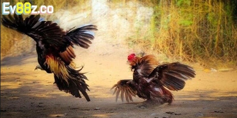 Hướng dẫn chi tiết cho hội viên cách soi kèo chọi gà