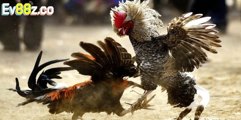 Một số mẹo hay khi tham gia soi kèo đá gà EV88