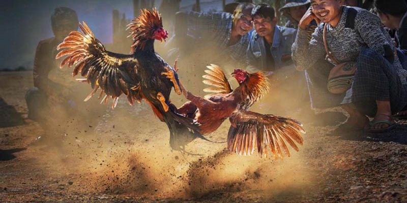 Hướng dẫn các bước tham gia cá cược đá gà Thomo C1 EV88